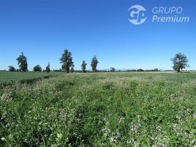 Parcela en venta en Río Bueno