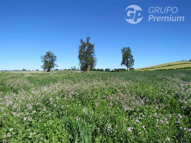 Parcela en venta en Río Bueno