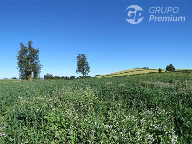 Parcela en venta en Río Bueno