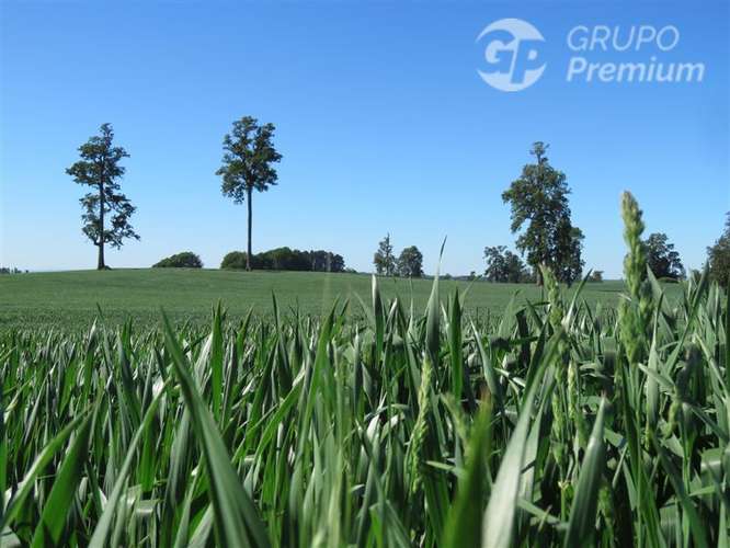 Parcela en venta en Río Bueno