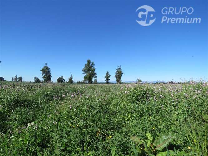 Parcela en venta en Río Bueno