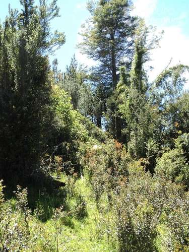 Sitio en venta en Puyehue - Imagen 6