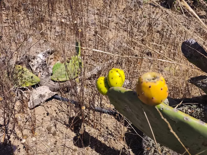 Venta de Terreno en Fundo El Hinojal (153059)