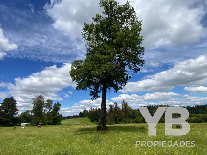 Venta Parcelas Fundo El Olivar Villarrica-Pitrufquén - Imagen 3