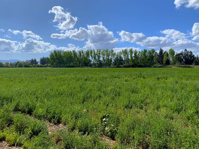 VENDE TERRENO 15,8 Ha  CON LUZ, AGUA, A PASOS DE AUTOPISTA - COLONIAS DE PAINE - Imagen 12