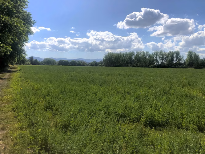 VENDE TERRENO 15,8 Ha  CON LUZ, AGUA, A PASOS DE AUTOPISTA - COLONIAS DE PAINE - Imagen 4
