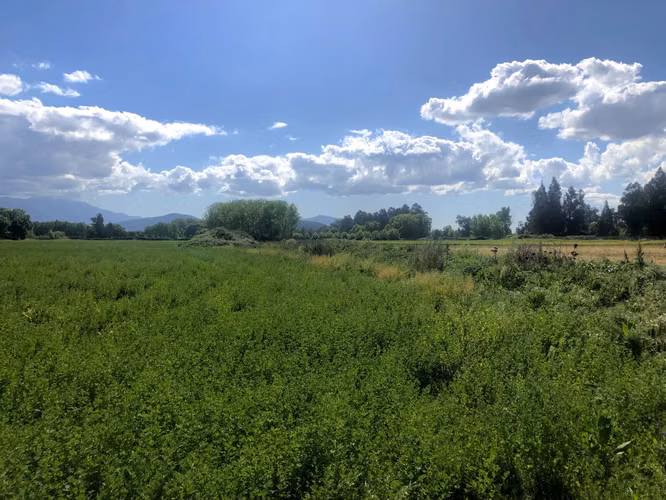 VENDE TERRENO 15,8 Ha  CON LUZ, AGUA, A PASOS DE AUTOPISTA - COLONIAS DE PAINE - Imagen 9