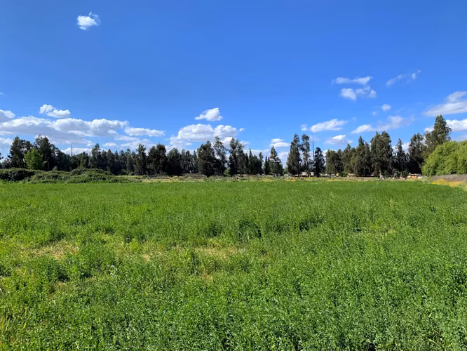 VENDE TERRENO 15,8 Ha  CON LUZ, AGUA, A PASOS DE AUTOPISTA - COLONIAS DE PAINE - Imagen 10