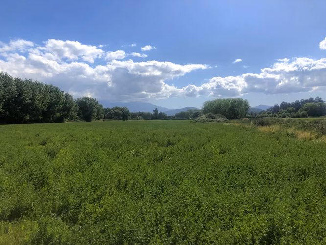 VENDE TERRENO 15,8 Ha  CON LUZ, AGUA, A PASOS DE AUTOPISTA - COLONIAS DE PAINE - Imagen 7