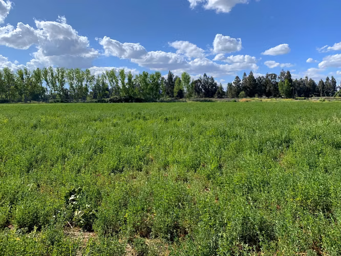 VENDE TERRENO 15,8 Ha  CON LUZ, AGUA, A PASOS DE AUTOPISTA - COLONIAS DE PAINE - Imagen 3