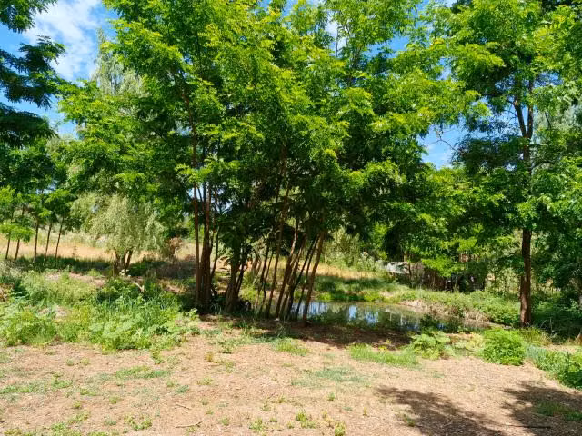 Parcela en venta en Coihueco - Imagen 2