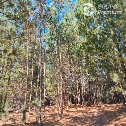 11 ha Alto Potencial de Loteo Zona en Crecimiento Licantén