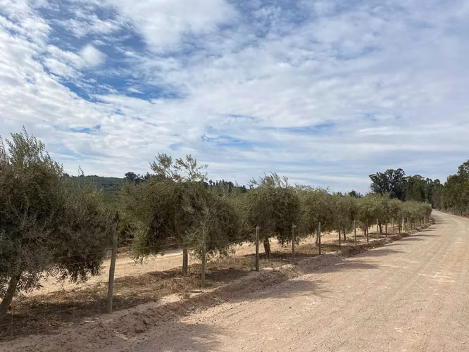 Oportunidad Única: Terreno con Gran Potencial (153361)
