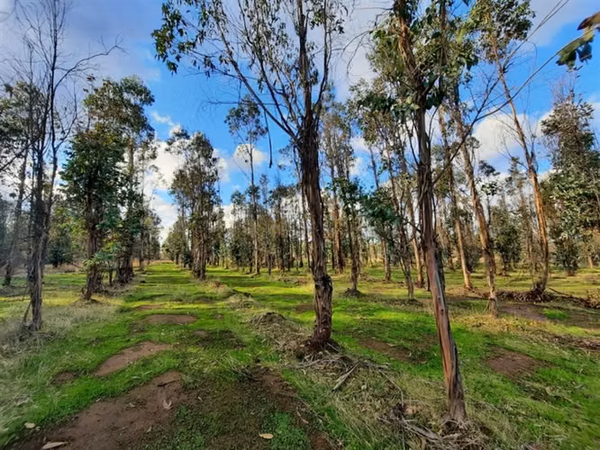 Parcela en oferta en Cauquenes