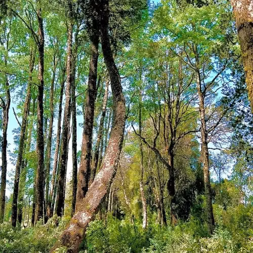 Parcelas a 2 minutos del Lago Rupanco, acceso a Rio