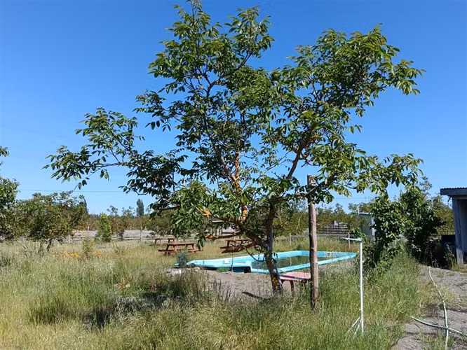 Parcela en venta en Cabrero, 4 dorm. 2 baños , gran Piscina
