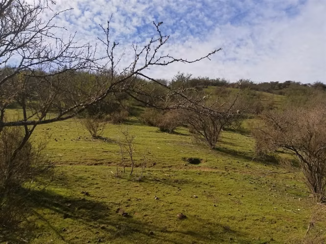 Agrícola en venta en Las Cabras m2