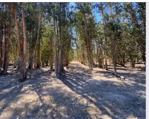 LA FORESTA DE ZAPALLAR PARCELA 10000mts EN CONDOMINIO !! - Imagen 6