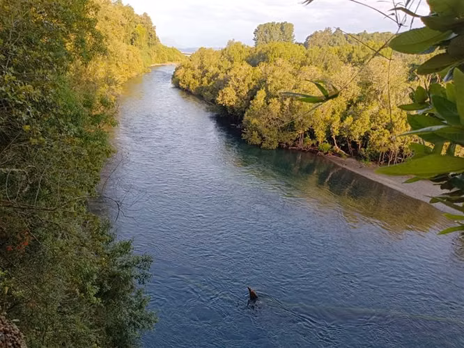 Parcelas a 2 minutos del Lago Rupanco, acceso a Rio - Imagen 24