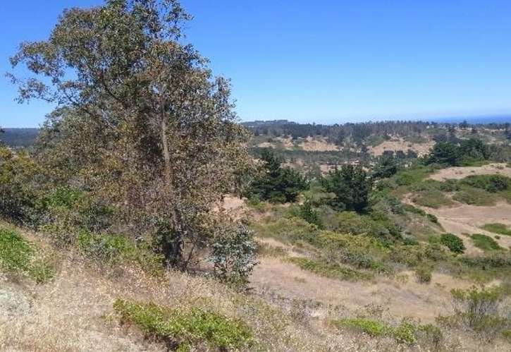 Terreno 4,2 he Venta Pupuya - Imagen 6