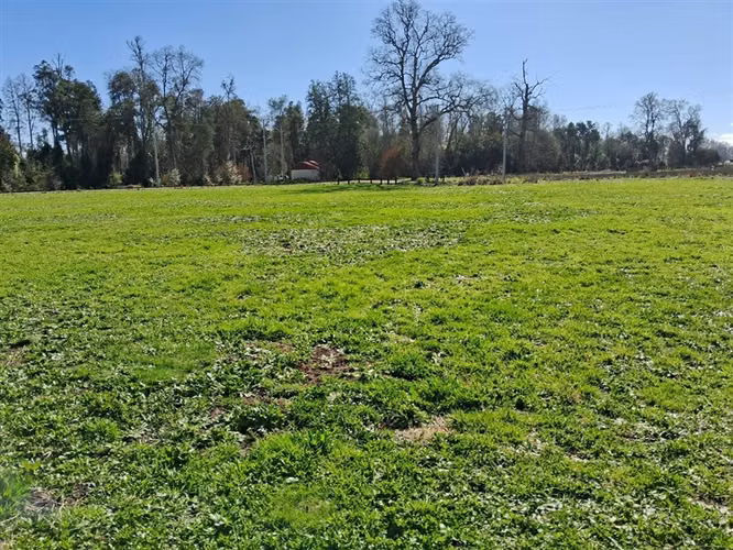 Venta parcela Bosques del Tijeral Osorno