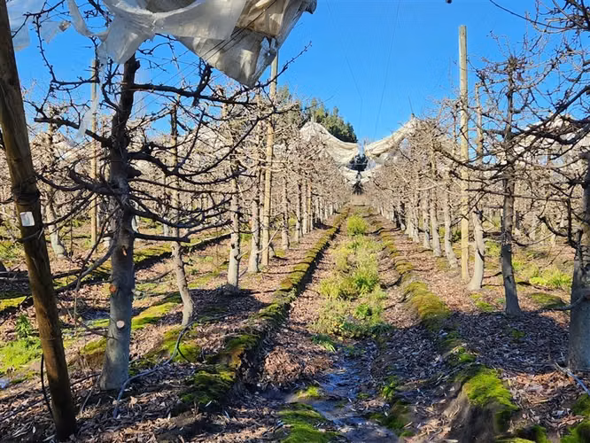 Agrícola en venta en Villa Alegre