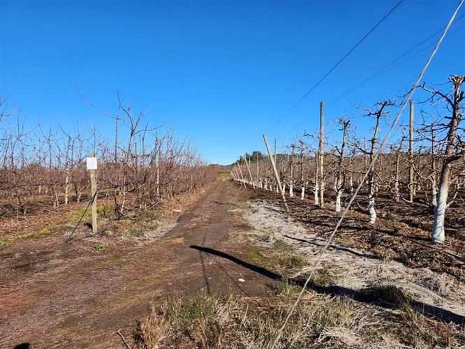 Agrícola en venta en Villa Alegre
