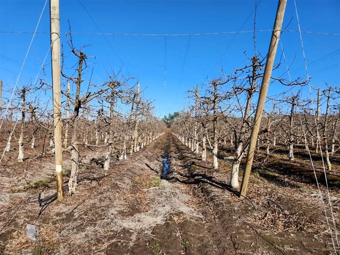 Agrícola en venta en Villa Alegre