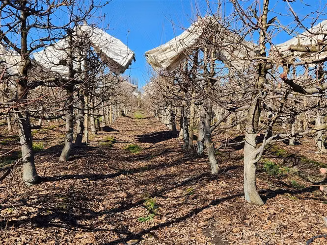 Agrícola en venta en Villa Alegre
