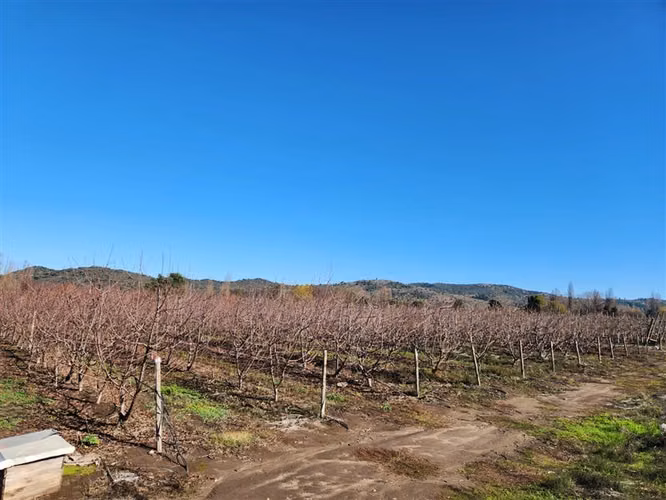 Agrícola en venta en Villa Alegre