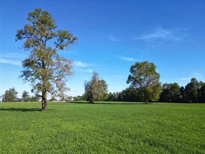 Parcelas en Frutillar, bosques y praderas. Financiamiento