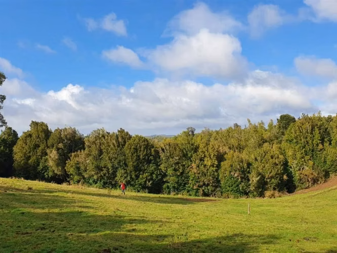 Parcelas en Frutillar, bosques y praderas. Financiamiento