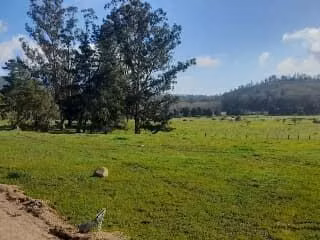 Parcelas semiplanas a 8 minutos del Lago Vichuquén, - Imagen 39