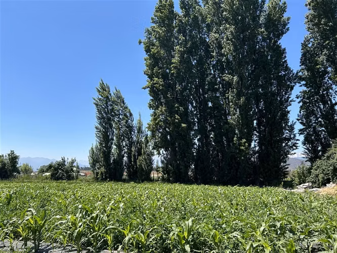 Parcela en venta en María Pinto