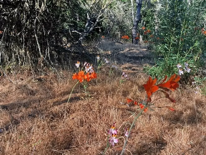 Sitio en Venta en Curacaví