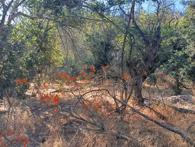 Sitio en Venta en Curacaví