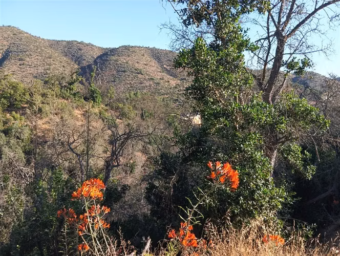 Sitio en Venta en Curacaví