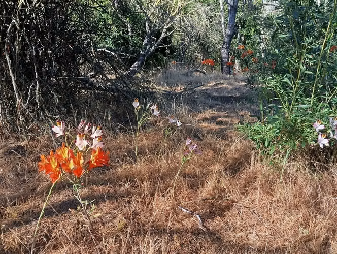 Sitio en Venta en Curacaví