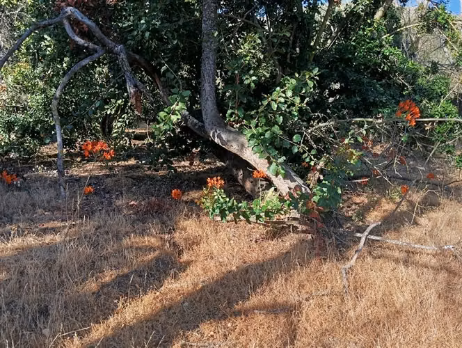 Sitio en Venta en Curacaví