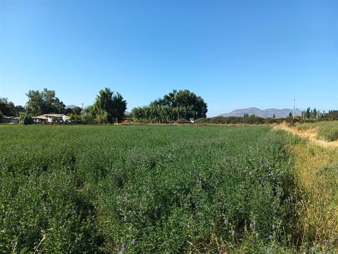 Agrícola en expasión 139.000 mts2. Venta en Pudahuel