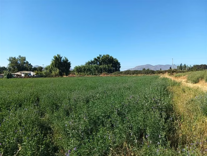Agrícola en expasión 139.000 mts2. Venta en Pudahuel