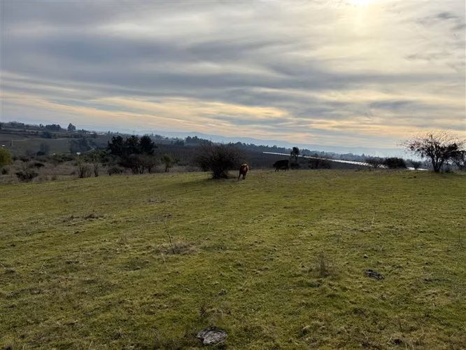 Rebajado Vende campo frutícola 127 hás Región del Maule