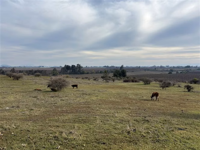 Rebajado Vende campo frutícola 127 hás Región del Maule