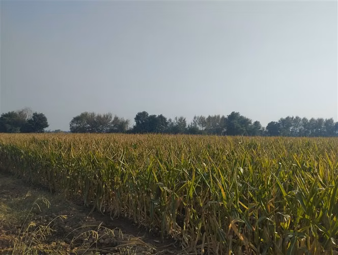 Vende 35.5 Hás San Clemente, Región Del Maule
