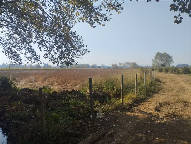 Vende 35.5 Hás San Clemente, Región Del Maule