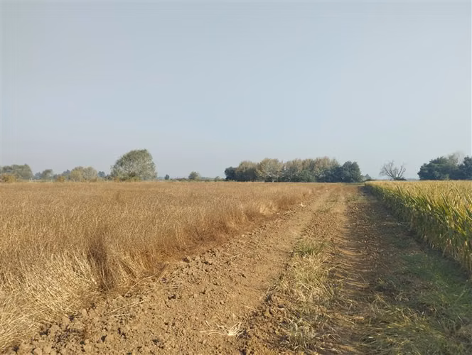 Vende 35.5 Hás San Clemente, Región Del Maule
