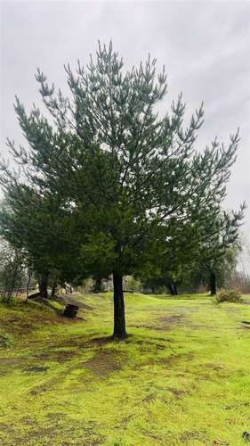Terreno Industrial 12 has. venta orilla carret. 5Sur Angeles