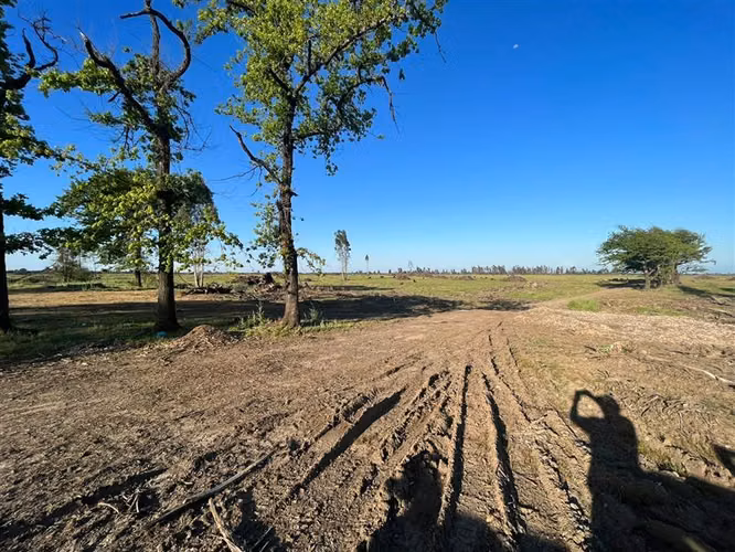Vende 241 hás en Parral - Región del Maule - Imagen 5
