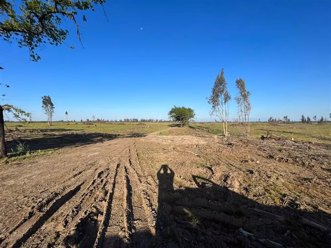 Vende 241 hás en Parral - Región del Maule