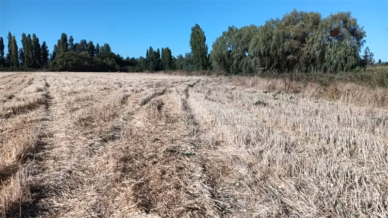 Agrícola en venta en Yerbas Buenas